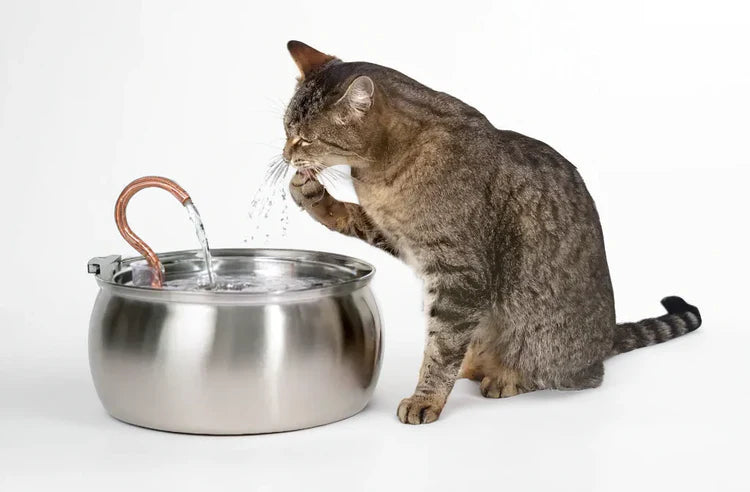 Pfotenquelle 4L Wasserpumpe